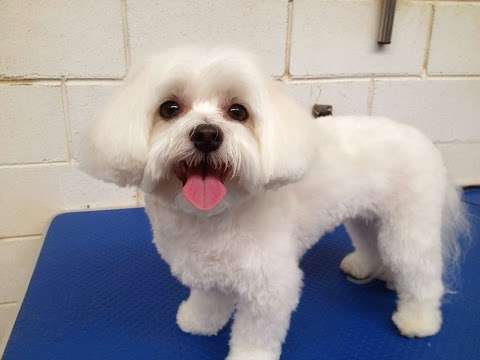 Photo: Melton Dog Grooming Photo: Melton Dog Grooming